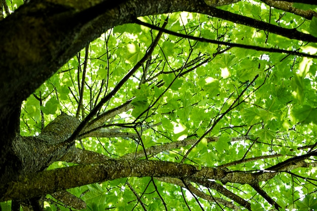 Crown of green old willow View from below Bark with deep cracks Natural background