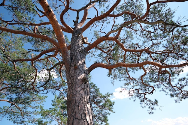 Crown of large old evergreen spruce tree against blue sky