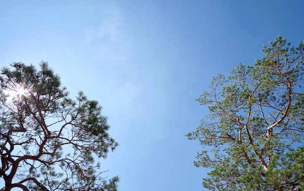 Crown of large old evergreen spruce tree against blue sky