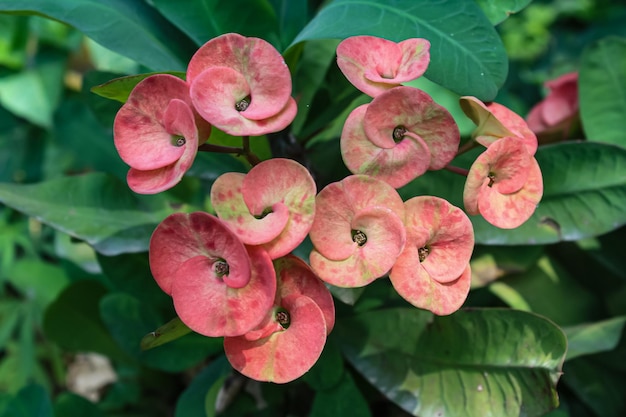 Crown of thorn red flowers