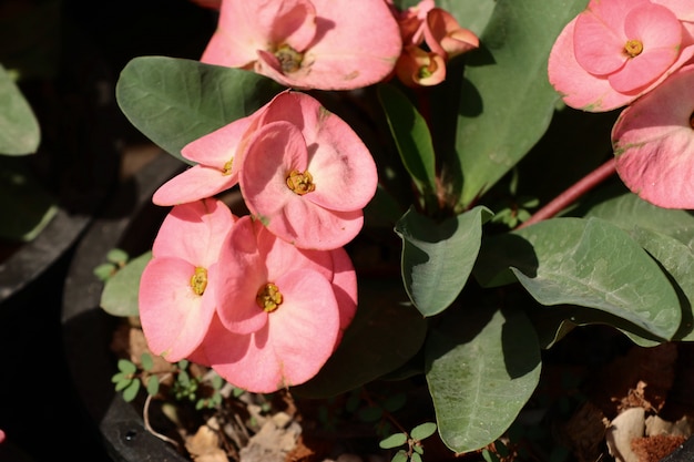 Crown of thorns flower