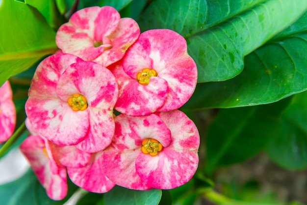 Crown of thorns flowers : Euphorbia milli Desmoul, Flower