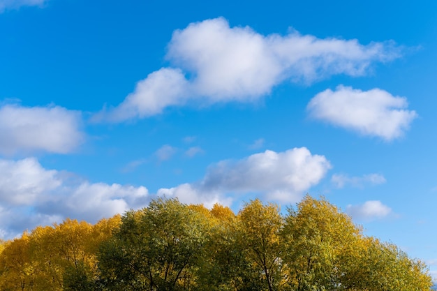 The crown of a tree against a bright blue sky with fluffy clouds Yellowgreen tree leaves and blue sky Early autumn