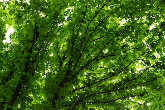 Crown tree in the summer