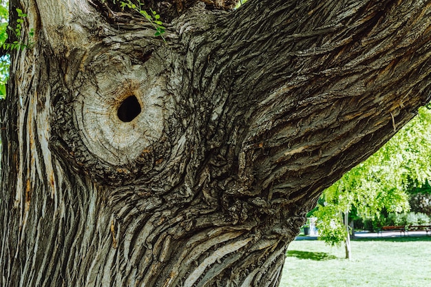 crown of tree with large clear bark pattern, with longitudinal stripes, cracks and hollow