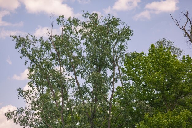 Crown of trees with the blue sky background.