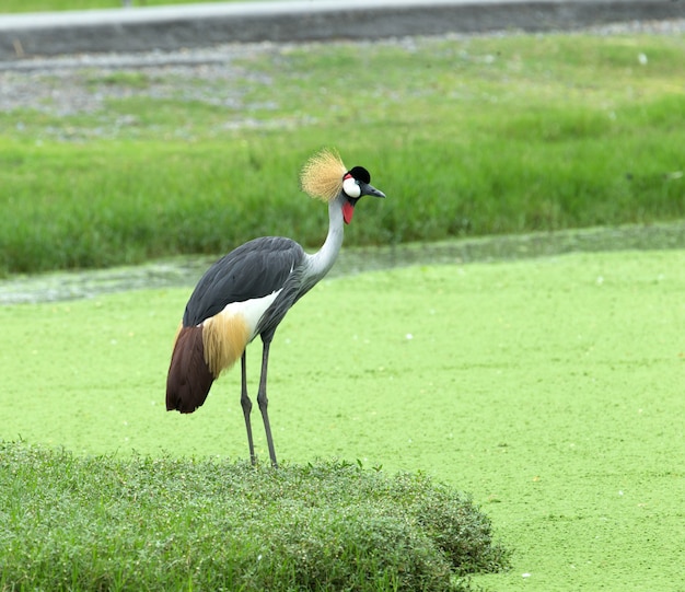 Crowned Crane