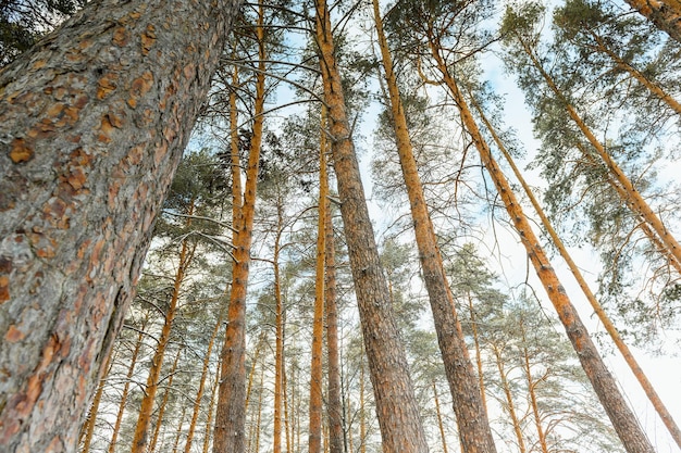 Crowns of pine trees spruce in winter forest Pine trunks closeup