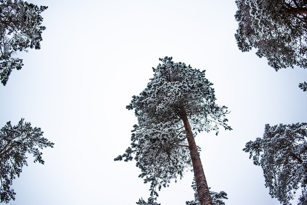 Crowns of tall pine trees covered with snow against the sky