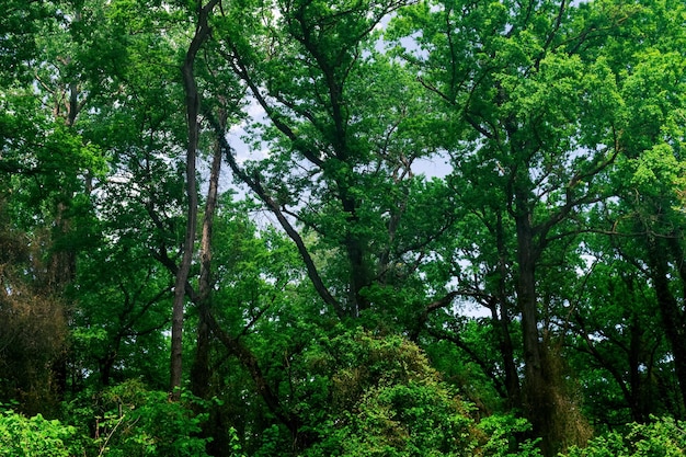 Crowns of tall trees in a broadleaf forest