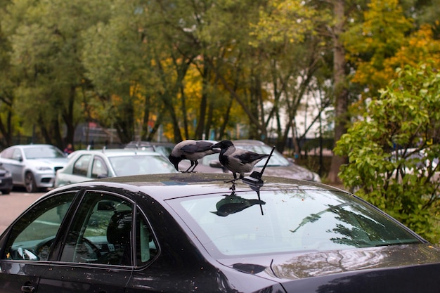 Crows on the roof of the car harm the painting Autumn bird watching