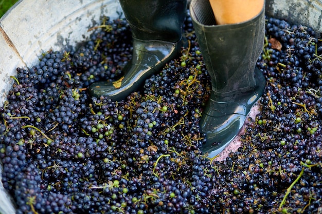 Crushing or press ripe grapes by fit in boots