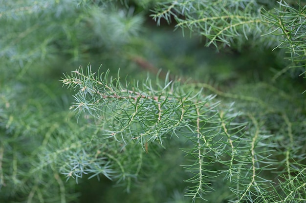 The cryptomeria japonica cristata is a Japanese cedar with a typical roostercomb Natural coniferous green background selective focus