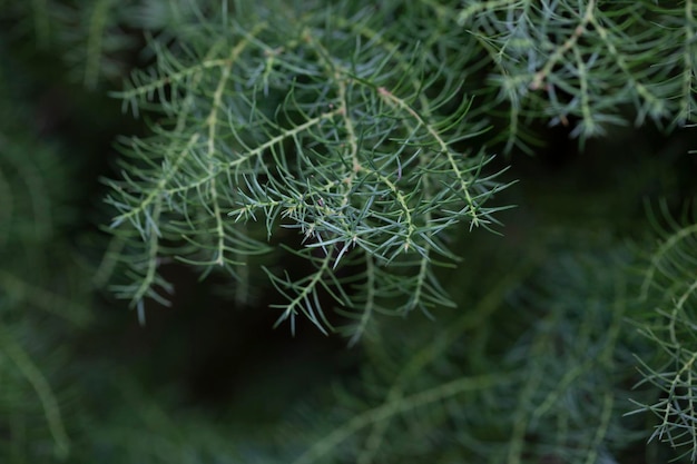 The cryptomeria japonica cristata is a japanese cedar with a typical roostercomb natural coniferous