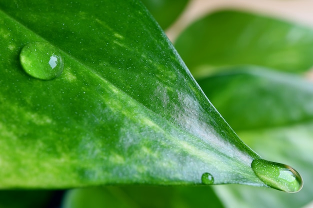 Crystal Clear Water Droplets on the Vibrant Green Leaf