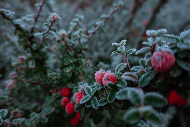 Crystals frost covered the colorful grasses in the autumn garden on a cold morning