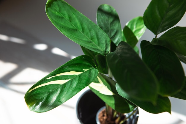 Photo ctenanthe marantifolia variety golden mosaic closeup leaf on the windowsill in bright sunlight with shadows potted house plants green home decor care and cultivation