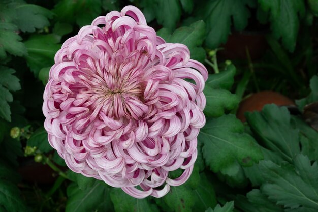 Cu big pink chrysanthemums in the park