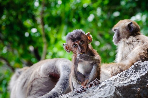 Photo cub macaca fascicularis sitting on a rock and eat. baby monkeys on the phi phi islands, thailand