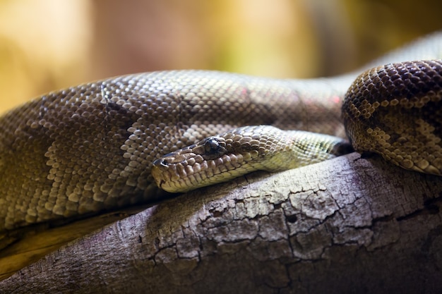  Cuban boa 