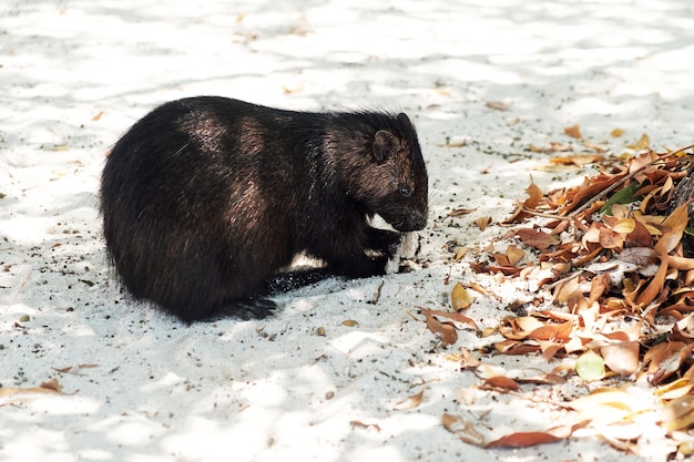 Cuban hutia on the sand