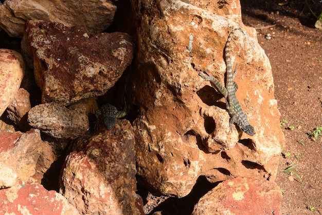 Cuban masked iguanas Varadero Cuba 2019 atlantic ocean