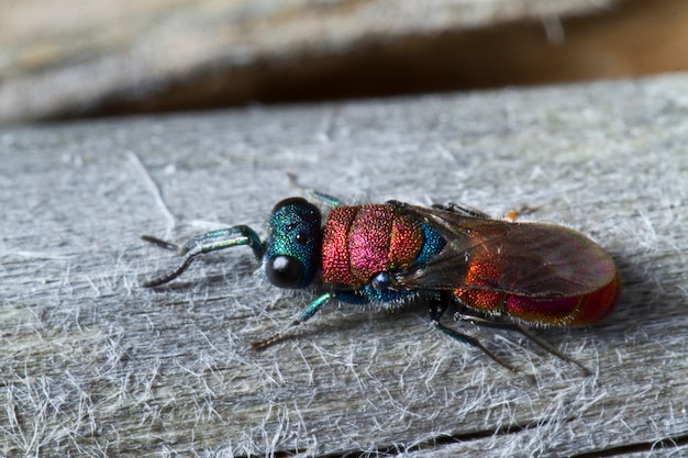 Cuckoo Wasp (Chrysis lusitanica)