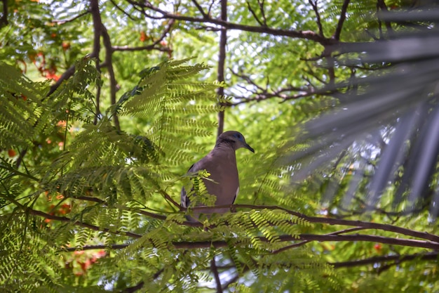 Cuculi Dove perched on the branch of a tree in the city