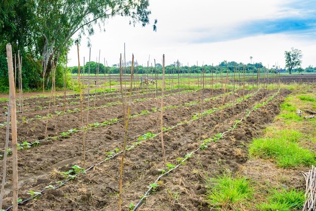 Cucumber field growing with drip irrigation system.