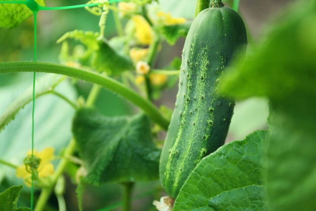 Cucumber growing in garden