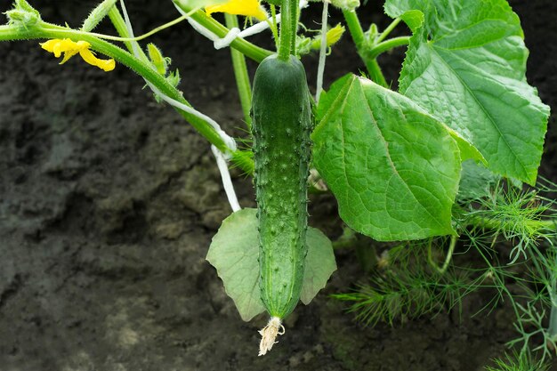 Cucumber growing in a garden