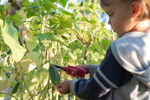 Cucumber in the hands of a little kid boy who harvesting with scissors