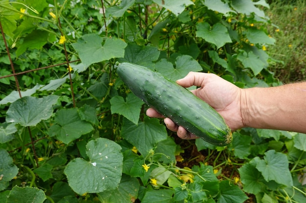 Cucumber harvest summer harvest Collect fruits from the backyard garden harvesting cucumber