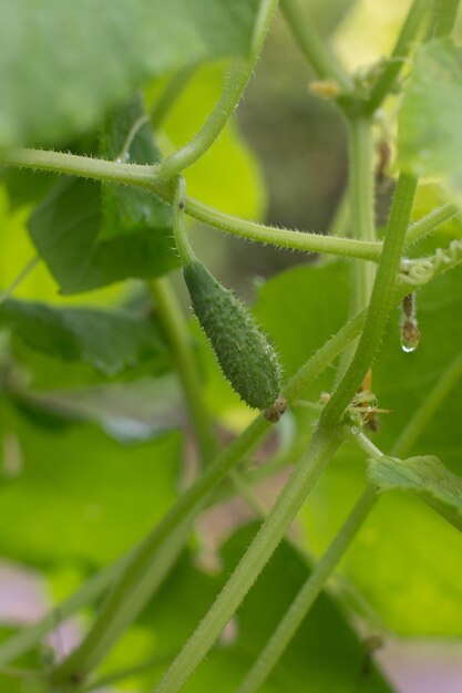 a cucumber is hanging on a branch in the greenhouse The gardeners harvest