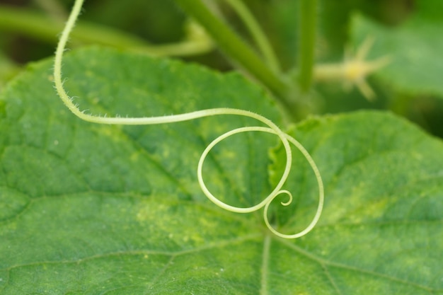 Cucumber mustache and cucumber leaf growing on bush