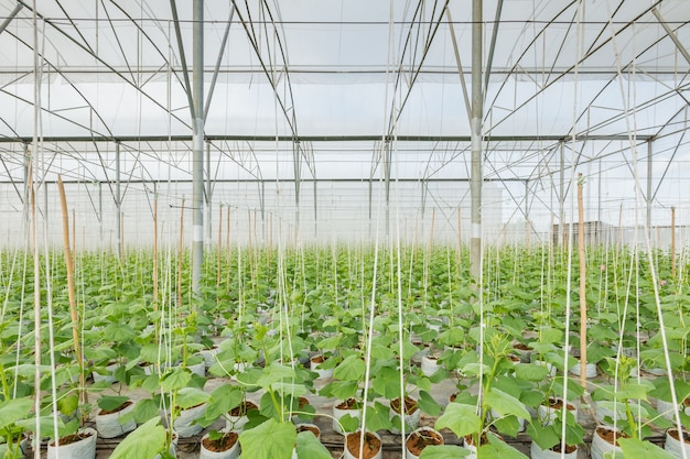 cucumber plant growing in greenhouse 