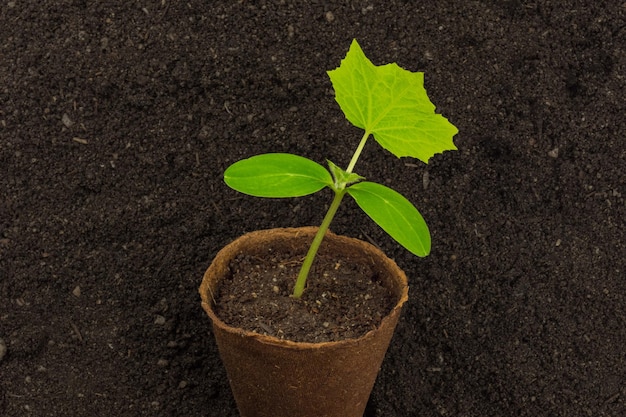 Cucumber plant growing pot soil