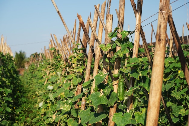 Cucumber plantation supported by bamboo stakes