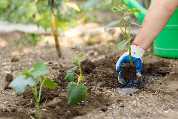 Cucumber seedling. Works on gardening.