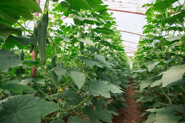 Cucumber seedlings in the greenhouse backgroundxA