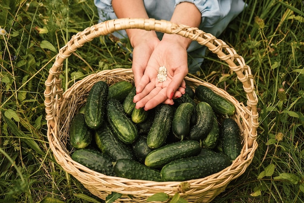 Cucumber seeds in female hands above a basket with a harvest of fresh vegetables 1