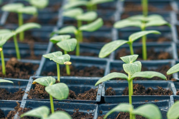 Cucumber Sprouts Greenhouse, Potted Cucumber. Sprouted Cucumber. Spring Seedlings.