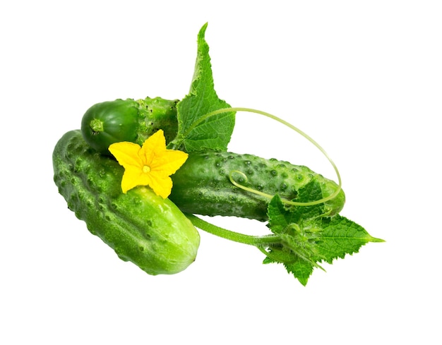 Cucumber with leaf and flower isolated on white