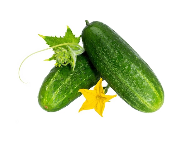 Cucumber with leaf and flower isolated on white