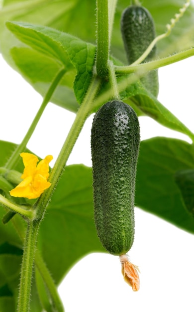 Cucumber with leafs and flowers on white