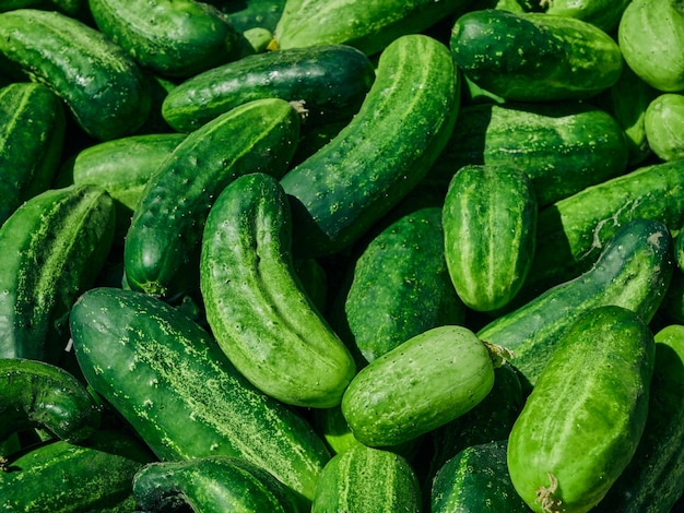 Cucumbers green organic background