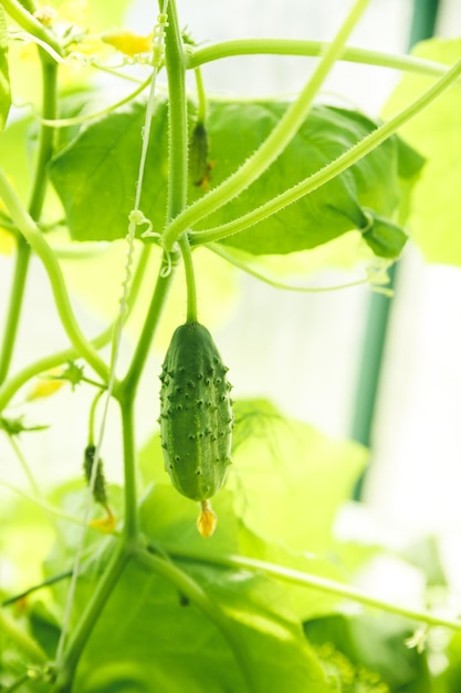 Cucumbers growing in a greenhouse healthy vegetables without pesticide organic productYoung plants blooming cucumber with yellow flowers in the sunplant with lots of vegetables