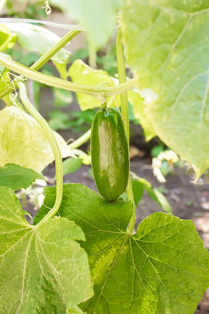 Cucumbers growing on a vine in a rural greenhouse. Selective focus.narure