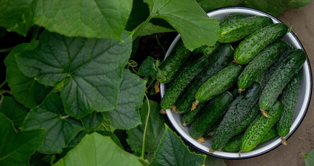 cucumbers harvest on the plot cucumbers in a bowl Selective focus