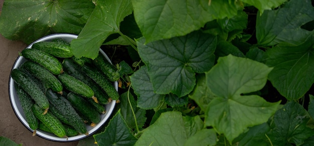 cucumbers harvest on the plot cucumbers in a bowl Selective focus